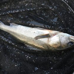 飲ませ釣りでハネ